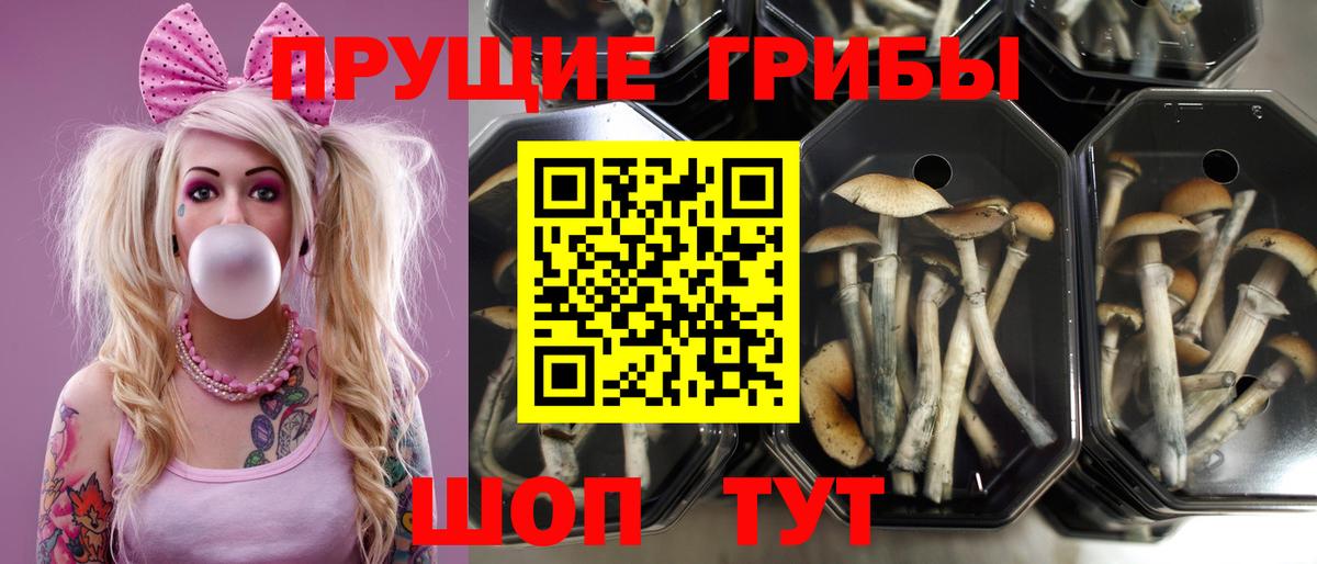 Псилоцибиновые грибы прущие грибы Альметьевск